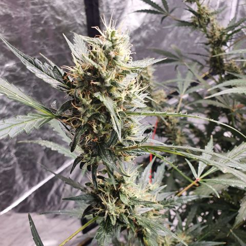Autopot #2 - VIPMA growlog timeline photo