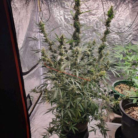 Autopot #2 - VIPMA growlog timeline photo