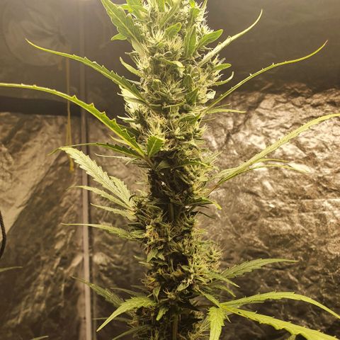Autopot #2 - VIPMA growlog timeline photo