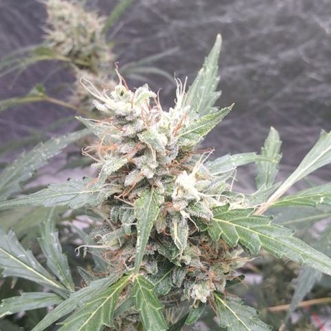 Autopot #2 - VIPMA growlog timeline photo