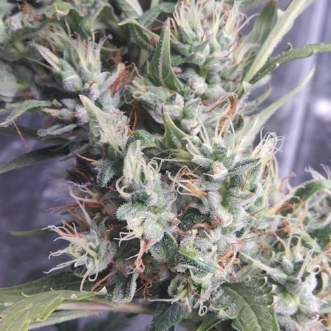 Autopot #2 - VIPMA growlog timeline photo