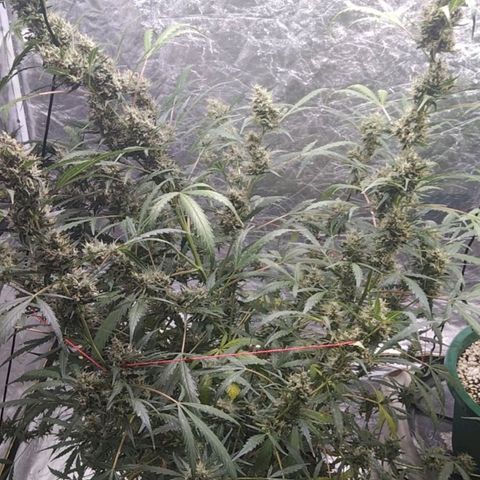 Autopot #2 - VIPMA growlog timeline photo