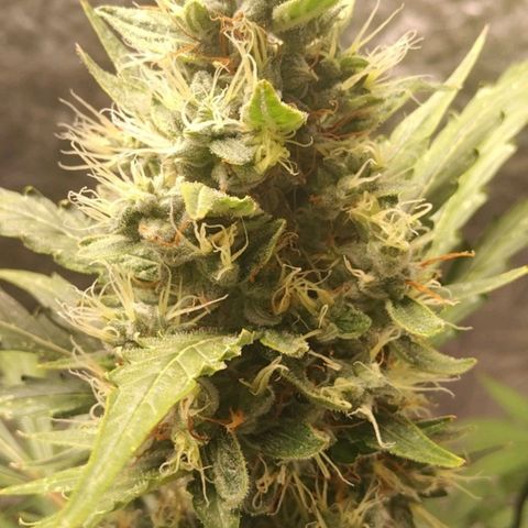 Autopot #2 - VIPMA growlog timeline photo