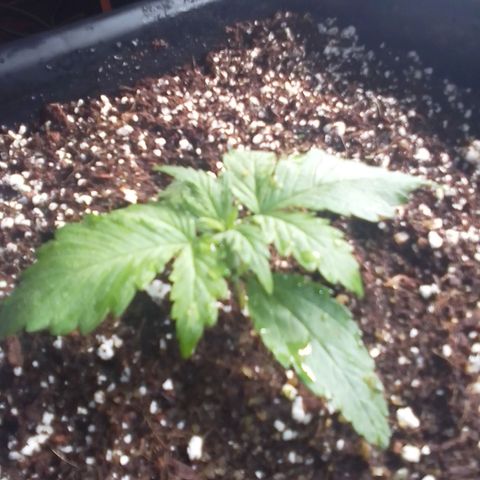 Autopot #1 - Gelato growlog timeline photo
