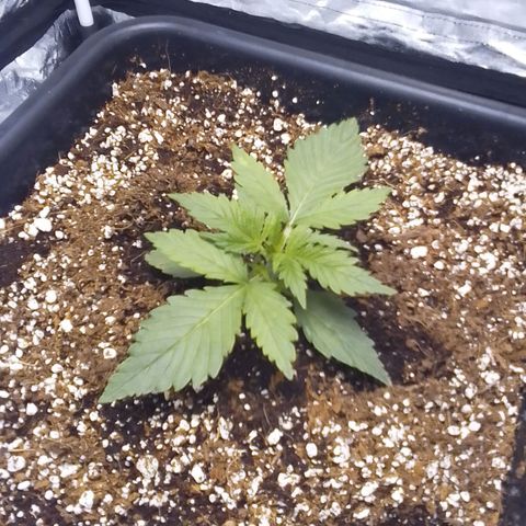 Autopot #1 - Gelato growlog timeline photo