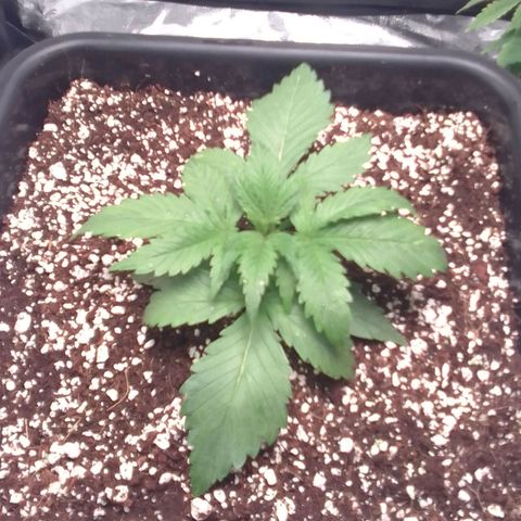 Autopot #1 - Gelato growlog timeline photo