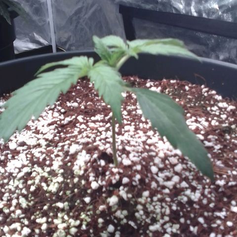 Sour Diesel growlog timeline photo