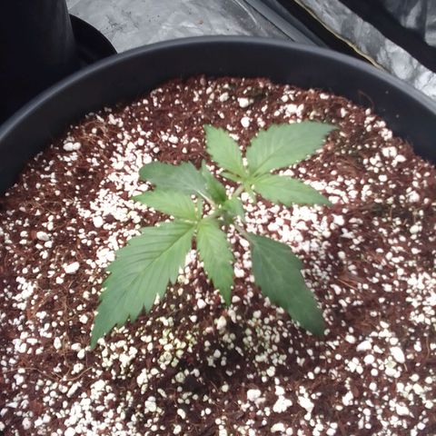 Sour Diesel growlog timeline photo
