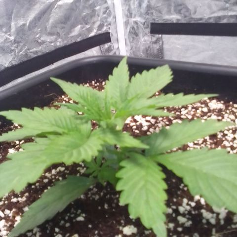 Autopot #1 - Gelato growlog timeline photo