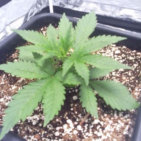 Autopot #1 - Gelato growlog timeline photo