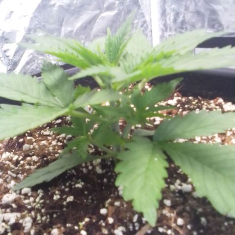 Autopot #1 - Gelato growlog timeline photo