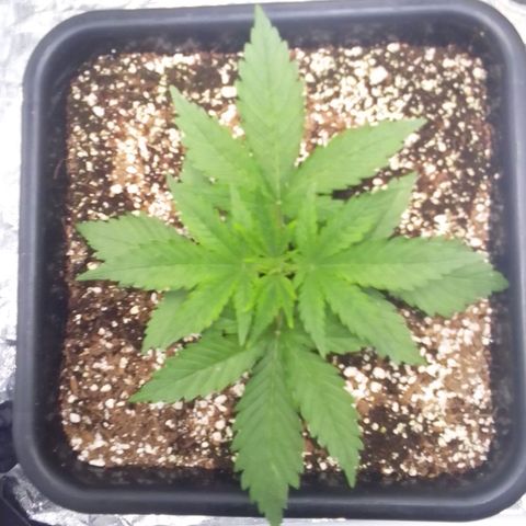 Autopot #1 - Gelato growlog timeline photo
