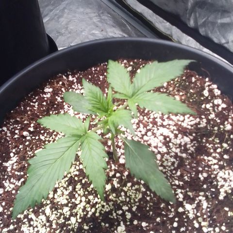 Sour Diesel growlog timeline photo