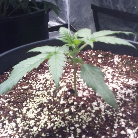 Sour Diesel growlog timeline photo