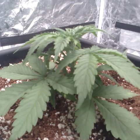 Autopot #1 - Gelato growlog timeline photo