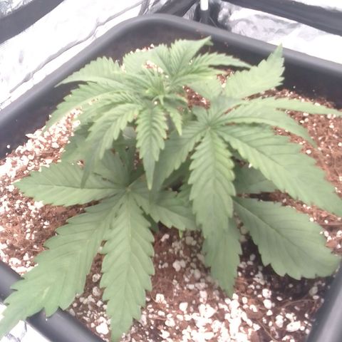 Autopot #1 - Gelato growlog timeline photo