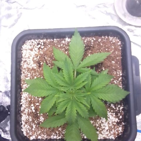 Autopot #1 - Gelato growlog timeline photo