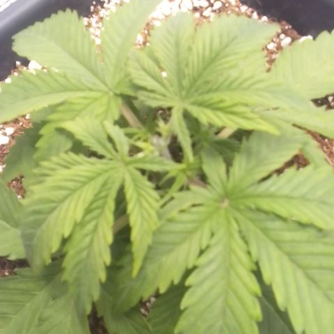Autopot #1 - Gelato growlog timeline photo