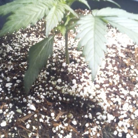 Sour Diesel growlog timeline photo