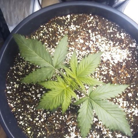 Sour Diesel growlog timeline photo