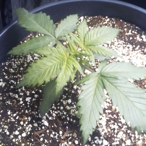 Sour Diesel growlog timeline photo