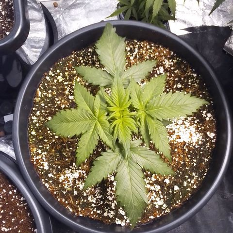 Sour Diesel growlog timeline photo