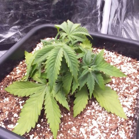 Autopot #1 - Gelato growlog timeline photo