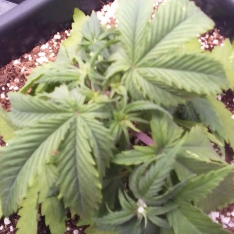 Autopot #1 - Gelato growlog timeline photo