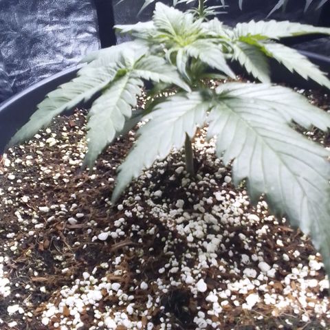 Sour Diesel growlog timeline photo