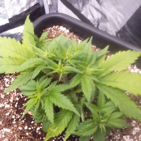 Autopot #1 - Gelato growlog timeline photo