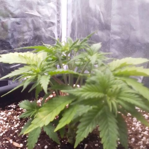 Autopot #1 - Gelato growlog timeline photo