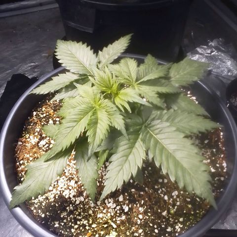 Sour Diesel growlog timeline photo