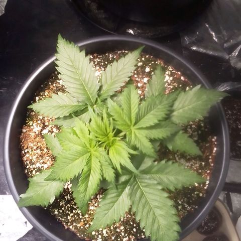 Sour Diesel growlog timeline photo