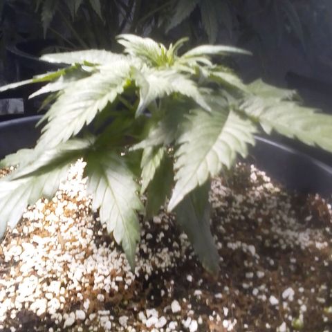 Sour Diesel growlog timeline photo