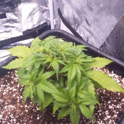 Autopot #1 - Gelato growlog timeline photo