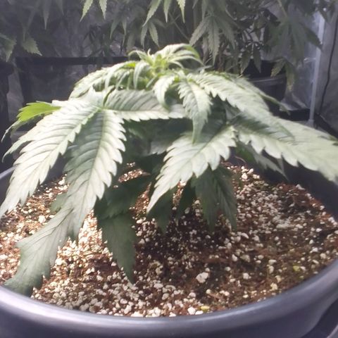 Sour Diesel growlog timeline photo