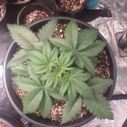 Sour Diesel growlog timeline photo