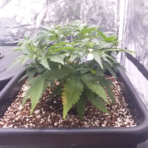 Autopot #1 - Gelato growlog timeline photo