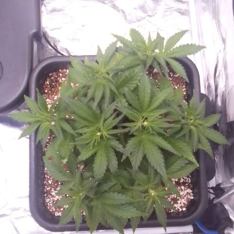 Autopot #1 - Gelato growlog timeline photo
