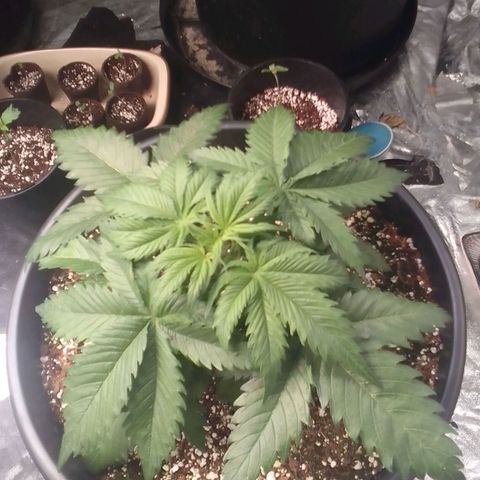 Sour Diesel growlog timeline photo