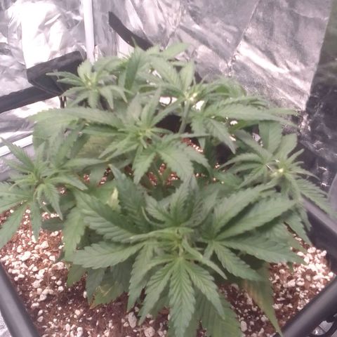 Autopot #1 - Gelato growlog timeline photo