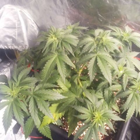 Autopot #1 - Gelato growlog timeline photo