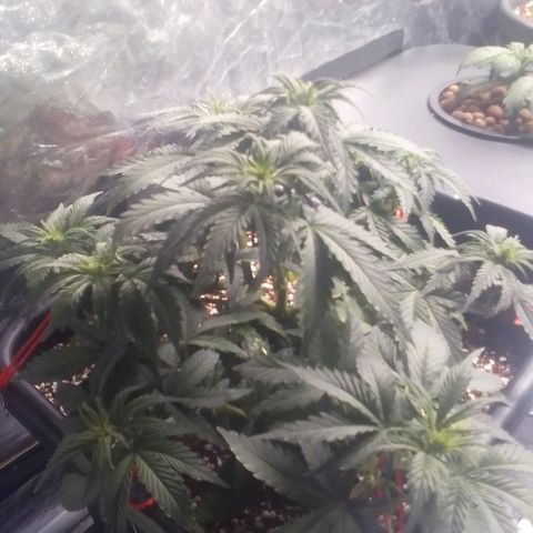 Autopot #1 - Gelato growlog timeline photo