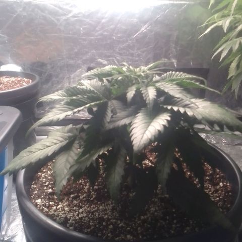 Sour Diesel growlog timeline photo