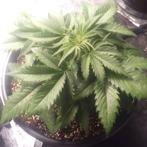 Sour Diesel growlog timeline photo