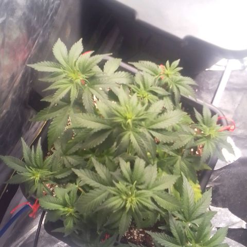 Autopot #1 - Gelato growlog timeline photo