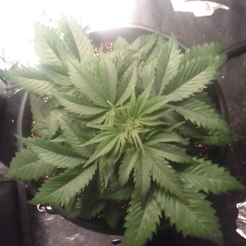 Sour Diesel growlog timeline photo