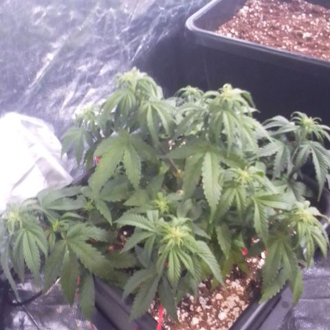 Autopot #1 - Gelato growlog timeline photo