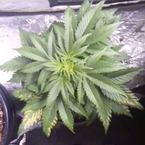 Sour Diesel growlog timeline photo