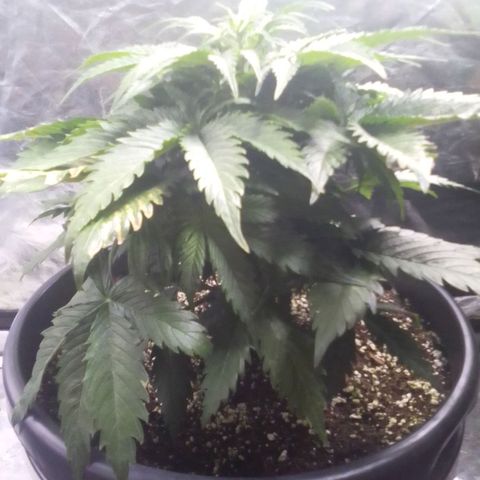 Sour Diesel growlog timeline photo